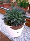 Aloe aristata